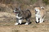 AKITA INU 113